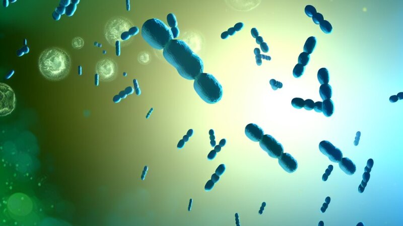 Prokarióták szerepe: baktériumok és kékmoszatok a bioszférában